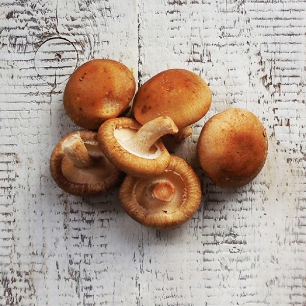 Shiitake