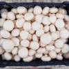 Fehér csiperkegomba normál (3 kg)