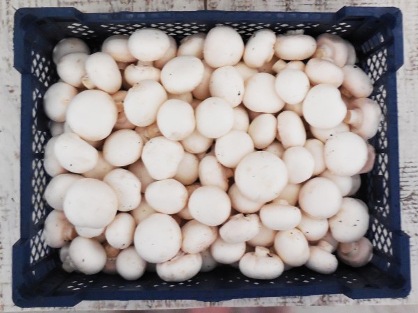 Fehér csiperkegomba normál (3 kg)