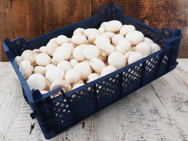Fehér csiperkegomba normál (3 kg)