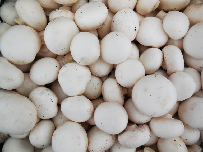 Fehér csiperkegomba normál (3 kg)