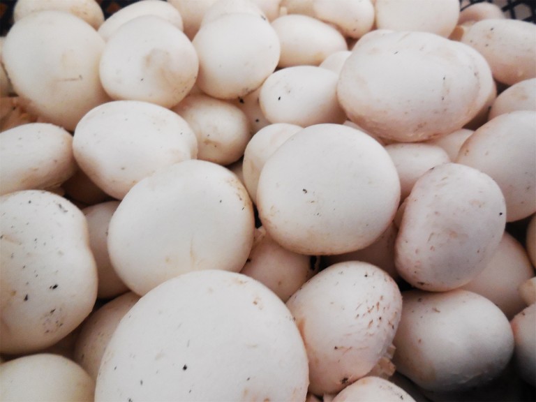 Fehér csiperkegomba normál (3 kg)