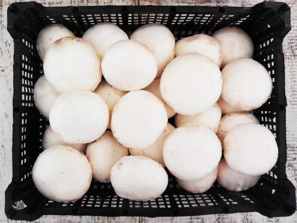 Grill fehér csiperkegomba (3 kg)