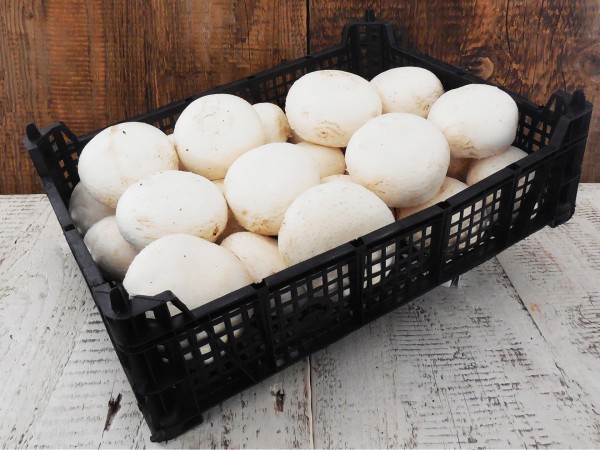 Grill fehér csiperkegomba (3 kg)