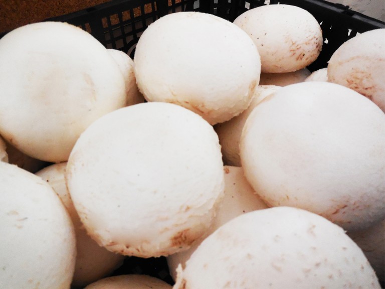 Grill fehér csiperkegomba (3 kg)