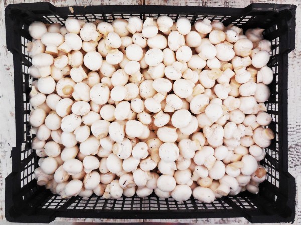 Baby fehér csiperkegomba (3 kg)