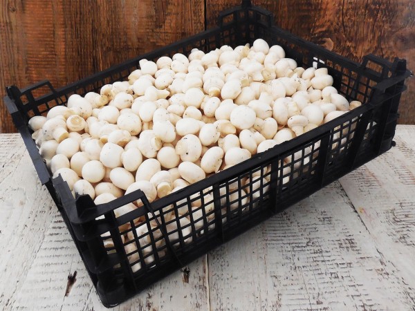 Baby fehér csiperkegomba (3 kg)