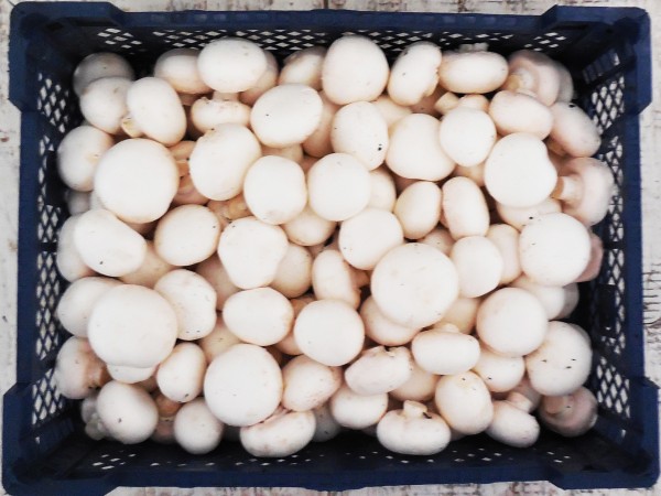 Bio fehér csiperkegomba (3 kg)