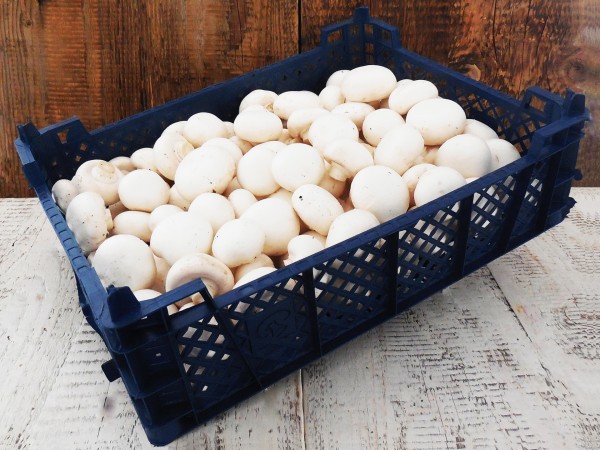 Bio fehér csiperkegomba (3 kg)
