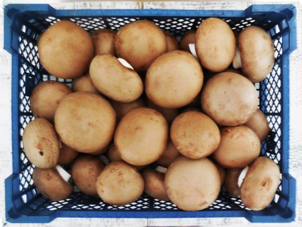 Barna csiperkegomba normál (3 kg)