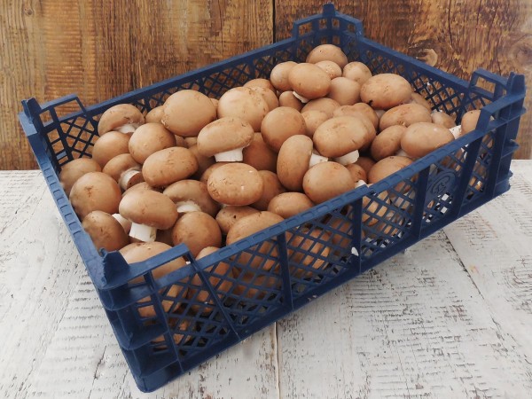 Barna csiperkegomba normál (3 kg)