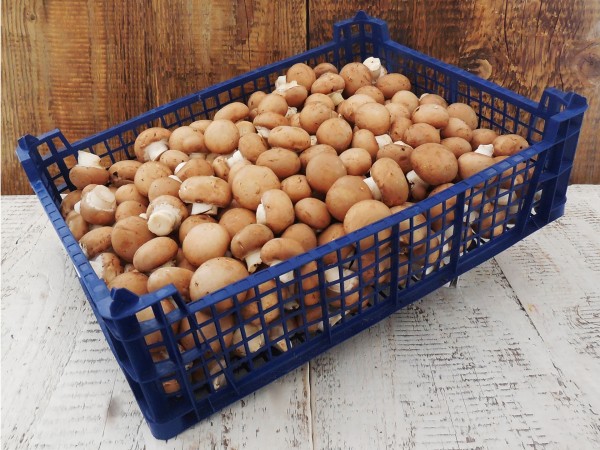 Baby barna csiperkegomba (3 kg)