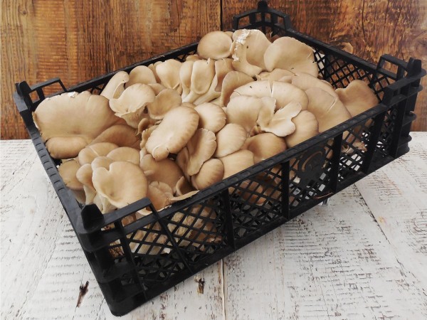 Laskagomba normál (1,5 kg)