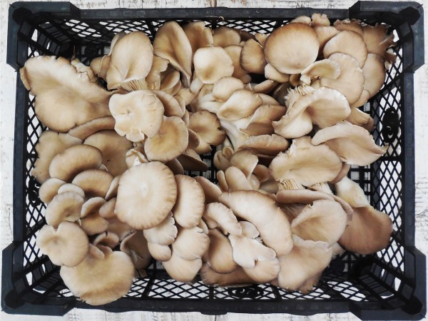 Laskagomba normál (1,5 kg)