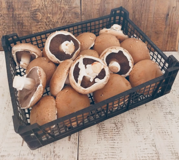 Portobello (2 kg)